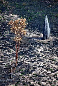 Termite Mound Ubirr Kakadu